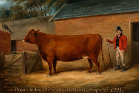Prize Heifer 2 Years and 8 Months Sept 21st 1841 (Painting)